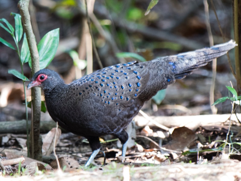 Birds of South East Asia