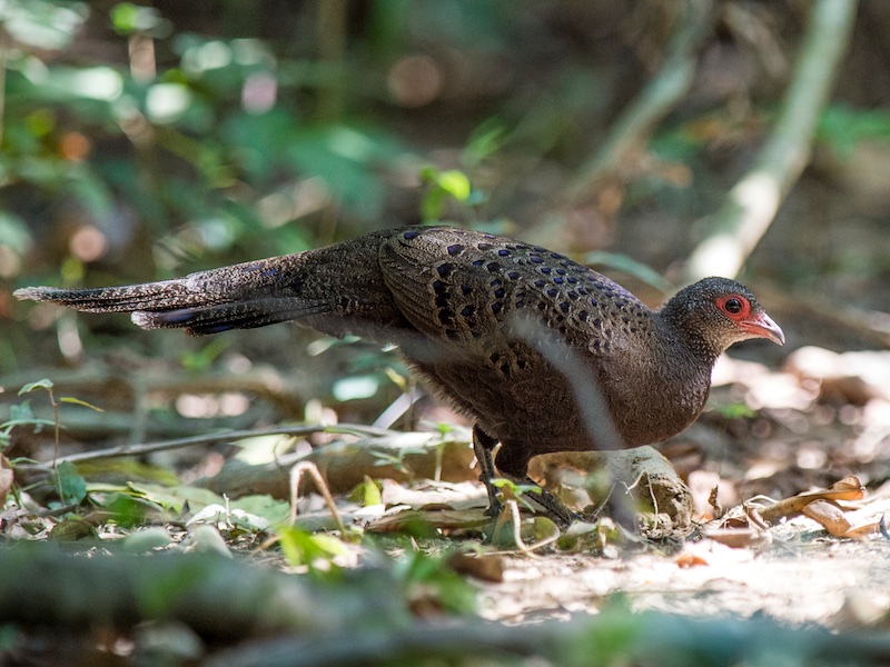 Birds of South East Asia