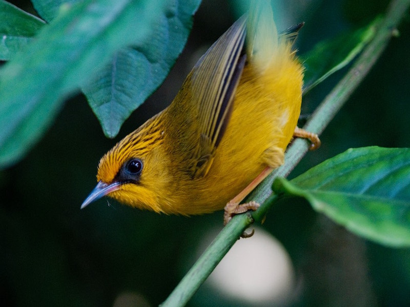 Birds of South East Asia
