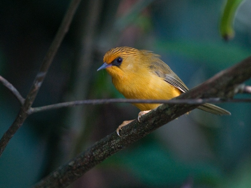 Birds of South East Asia