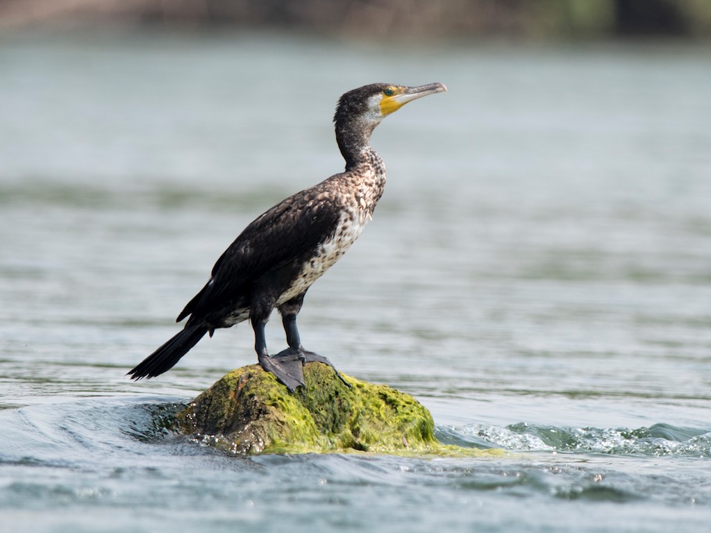 Birds of South East Asia