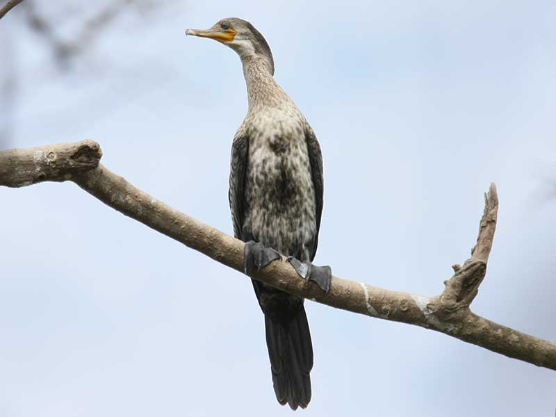 Birds of South East Asia