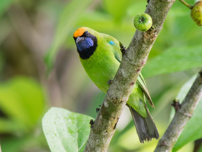 Birds of South East Asia