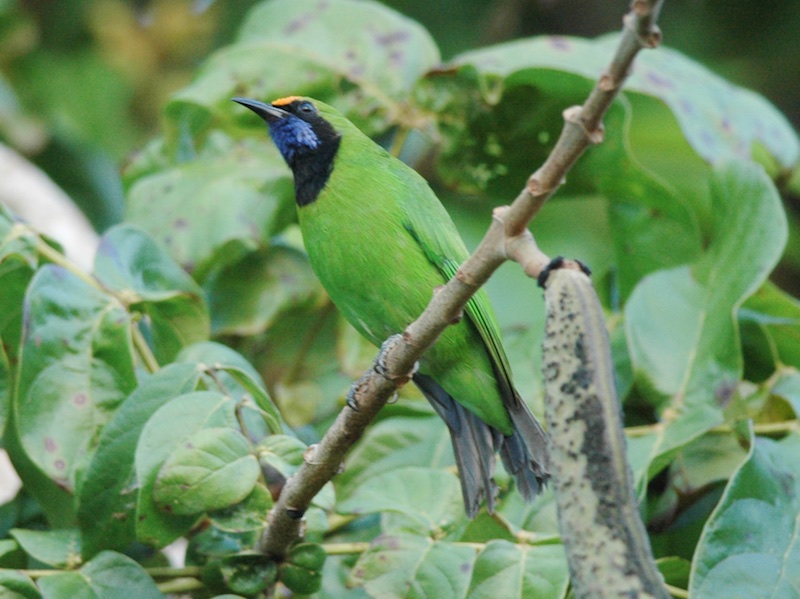Birds of South East Asia