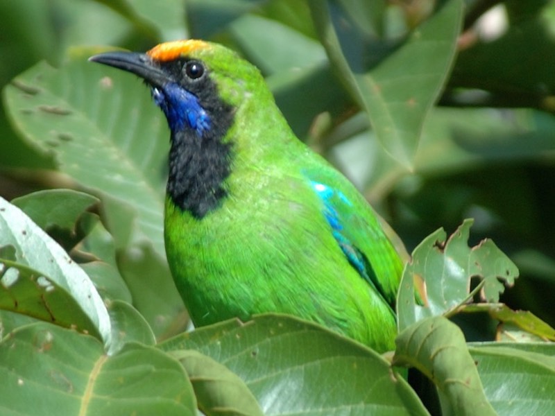 Birds of South East Asia