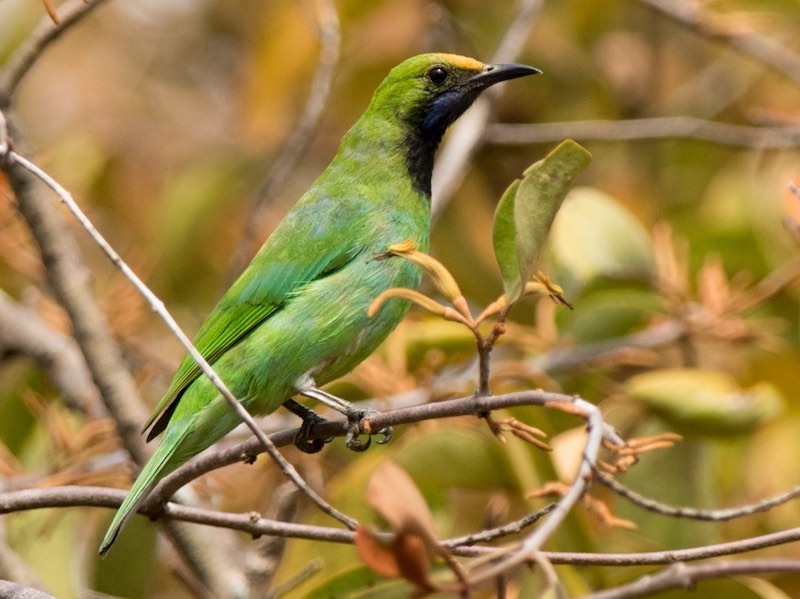 Birds of South East Asia