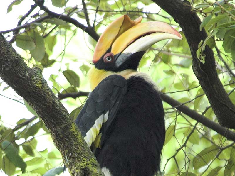 Birds of South East Asia