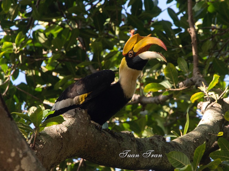 Birds of South East Asia