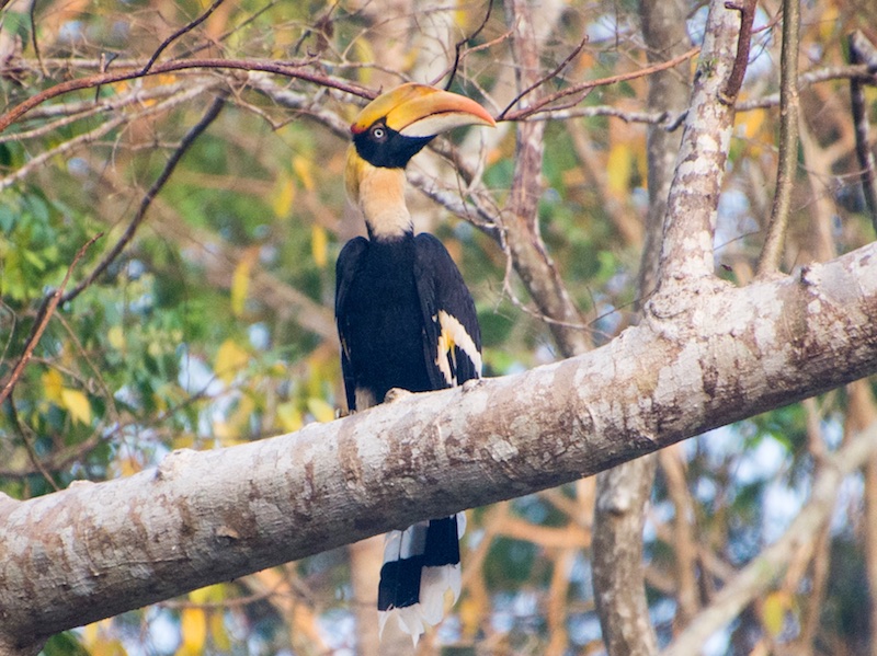 Birds of South East Asia