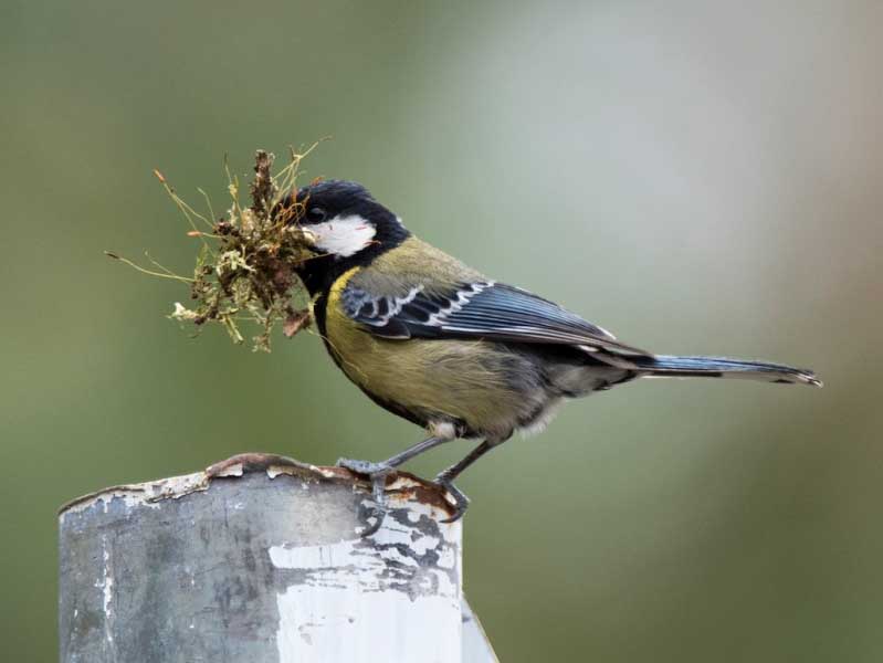 Birds of South East Asia