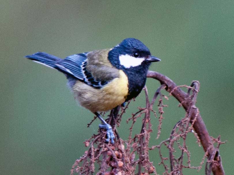 Birds of South East Asia