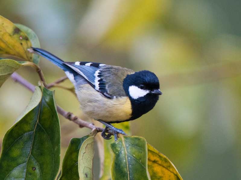 Birds of South East Asia