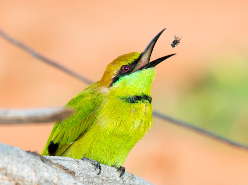 Birds of South East Asia