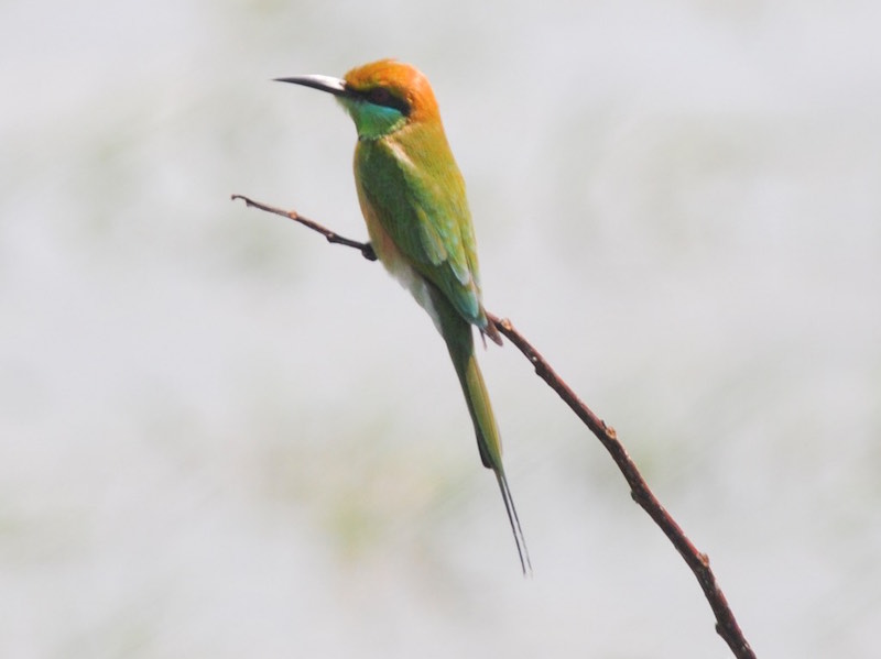 Birds of South East Asia