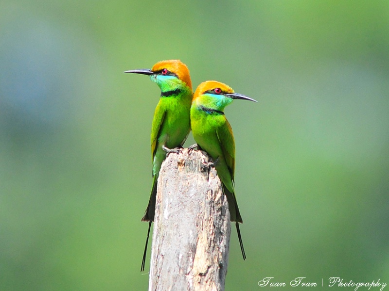 Birds of South East Asia