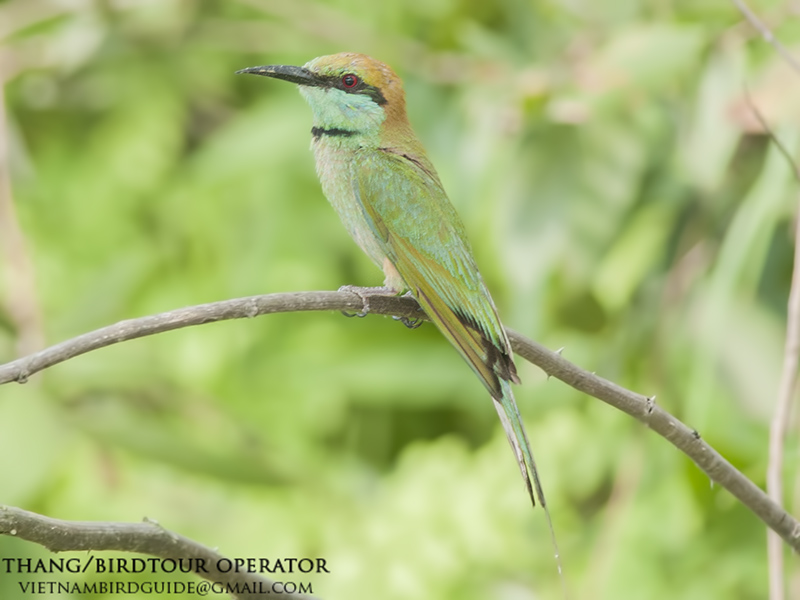 Birds of South East Asia