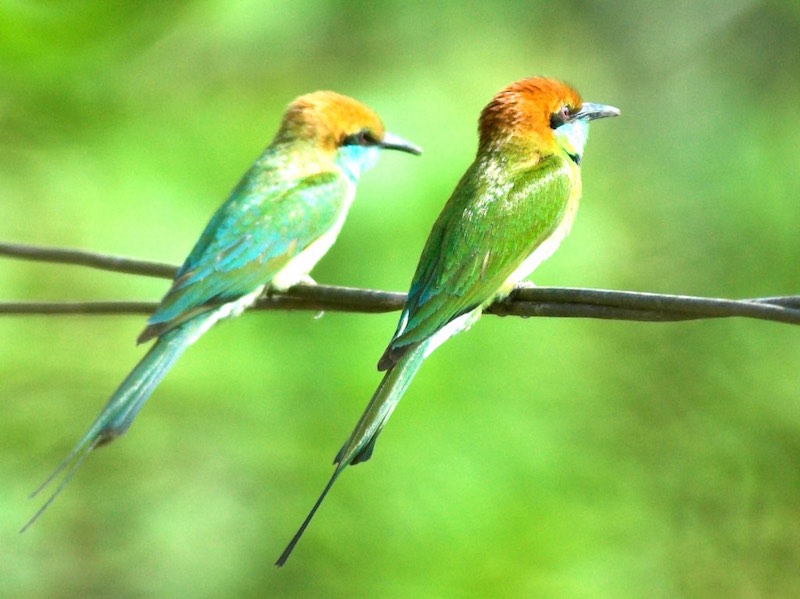 Birds of South East Asia