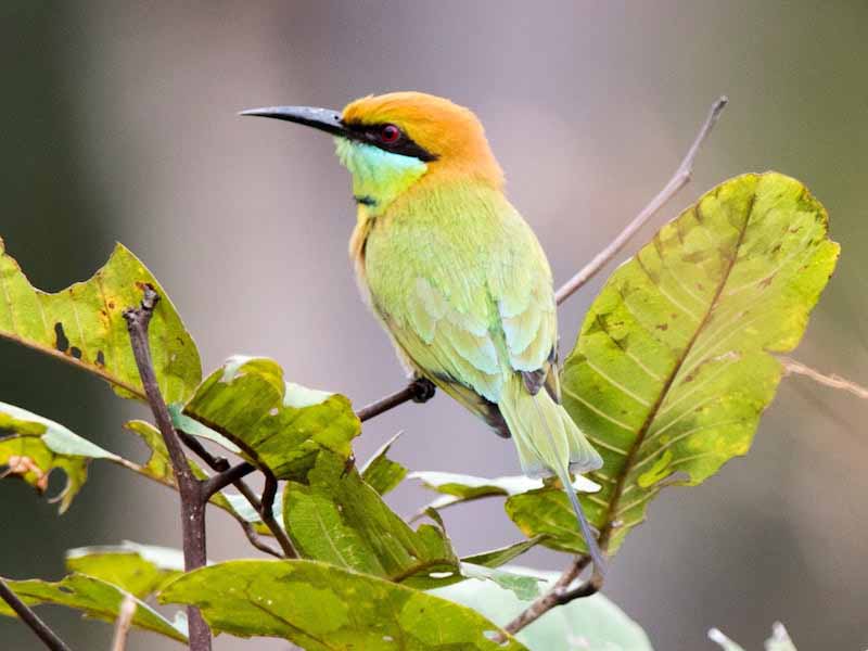 Birds of South East Asia