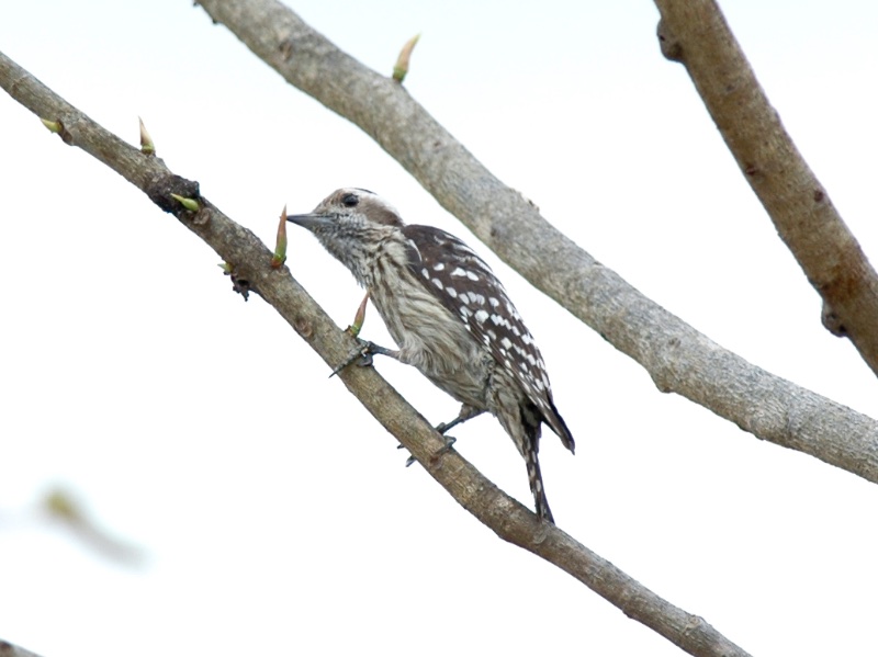 Birds of South East Asia