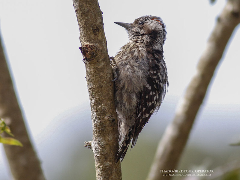 Birds of South East Asia