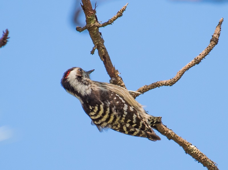 Birds of South East Asia