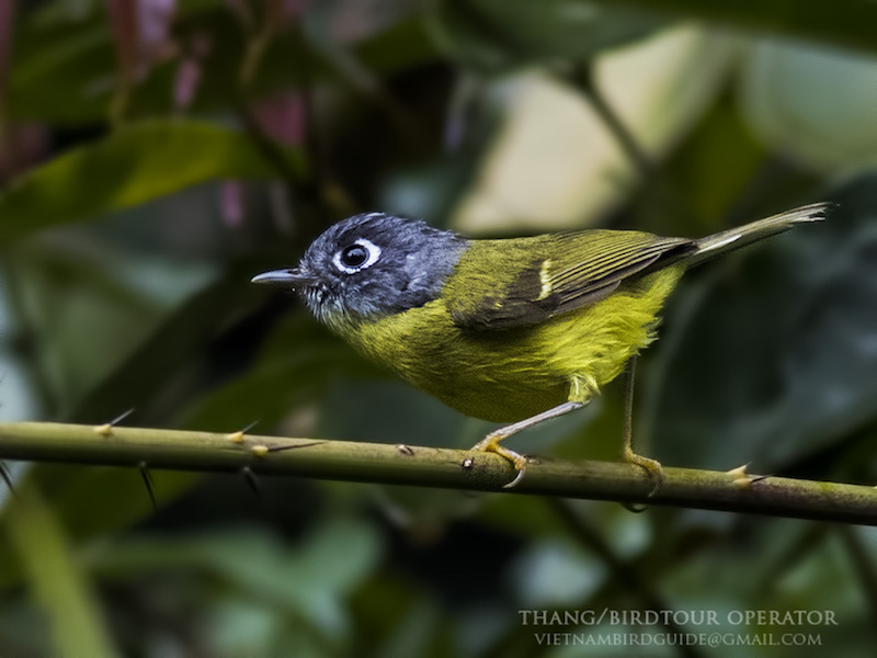 Birds of South East Asia