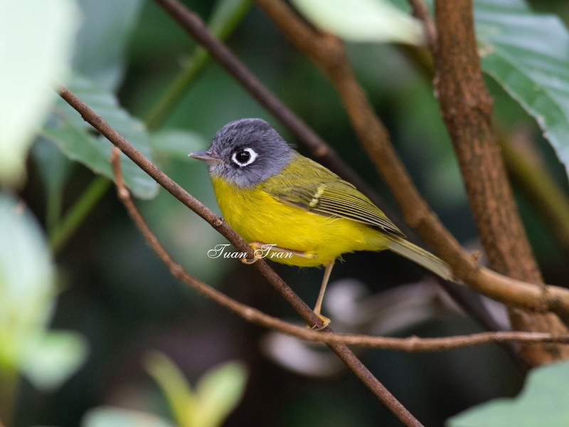 Birds of South East Asia