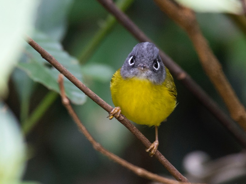 Birds of South East Asia