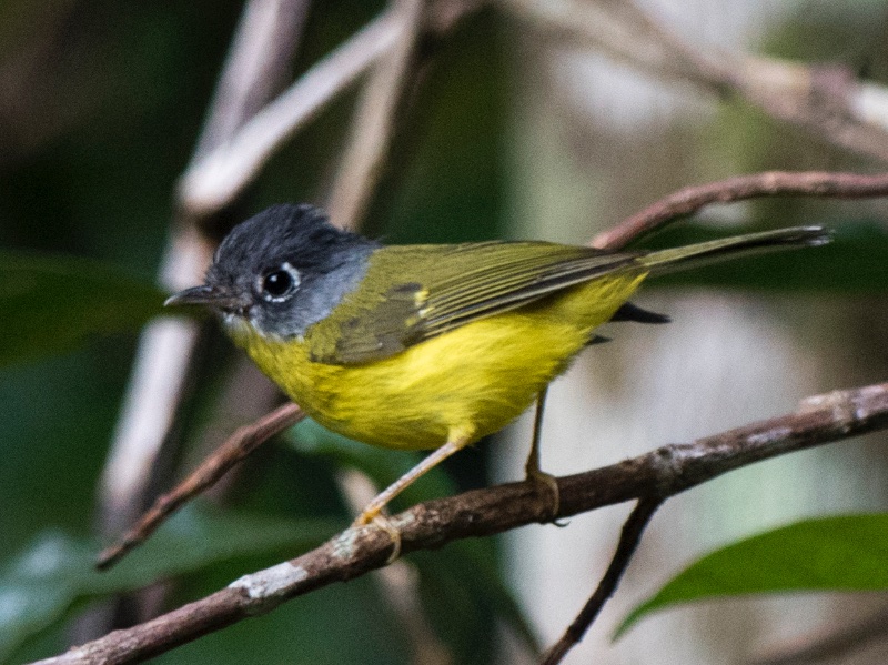 Birds of South East Asia