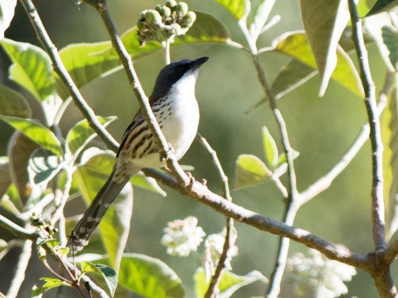 Birds of South East Asia