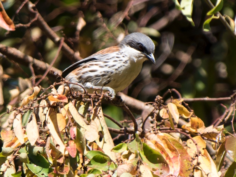 Birds of South East Asia