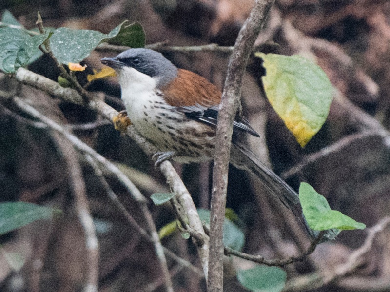 Birds of South East Asia