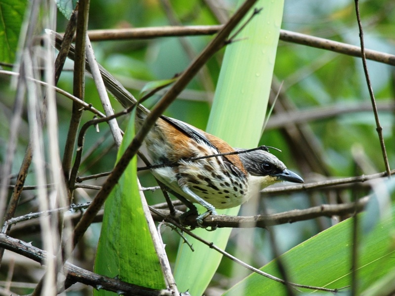 Birds of South East Asia
