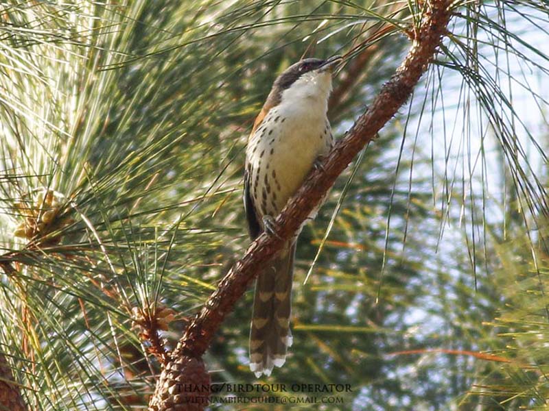 Birds of South East Asia