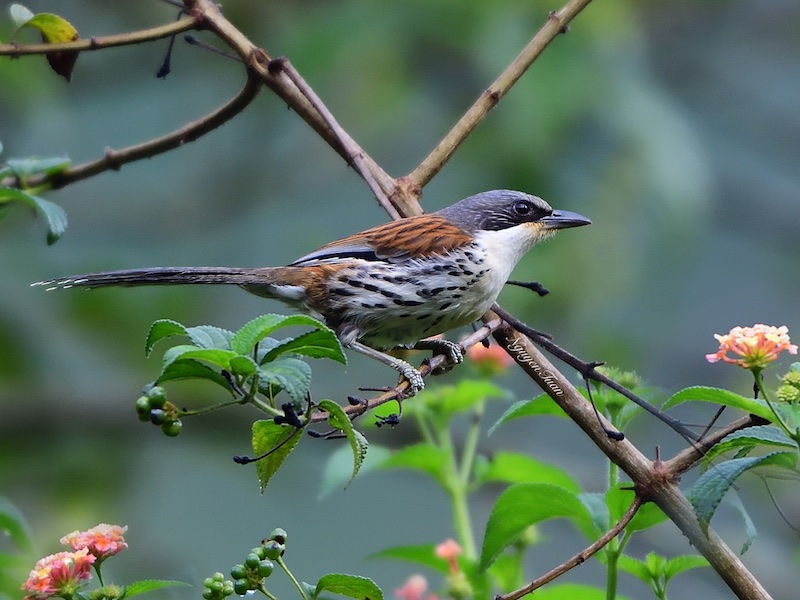 Birds of South East Asia