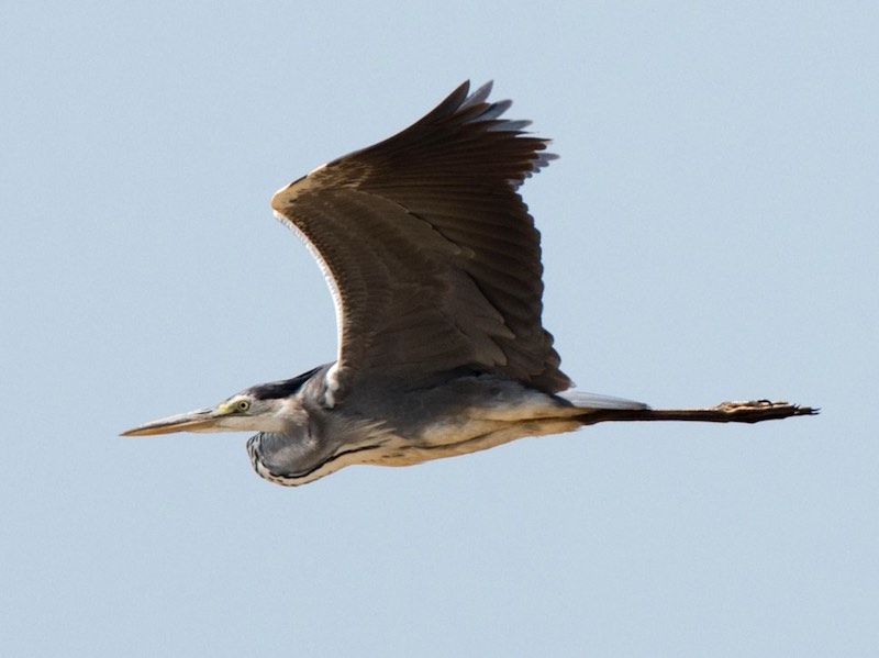Birds of South East Asia