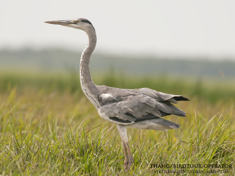 Birds of South East Asia