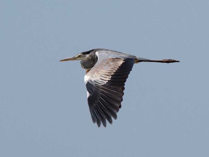 Birds of South East Asia