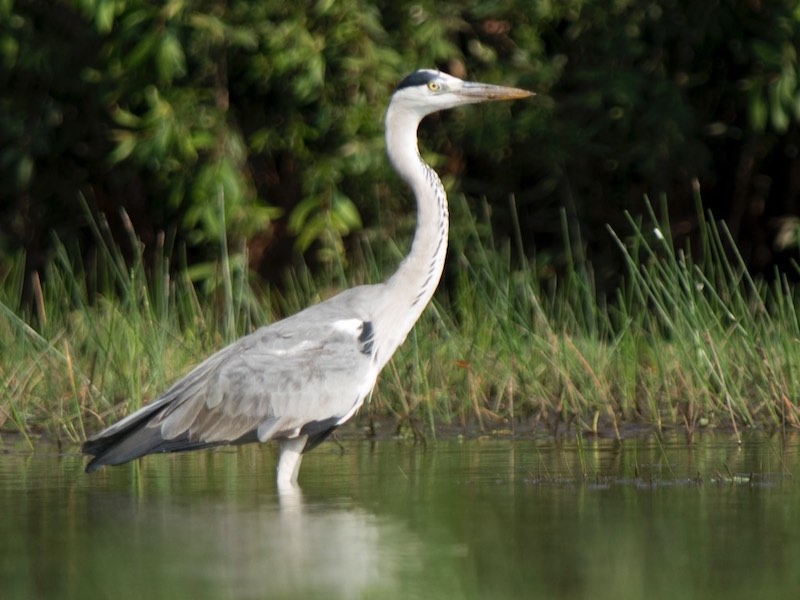 Birds of South East Asia