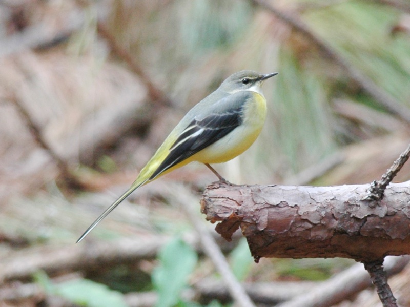 Birds of South East Asia
