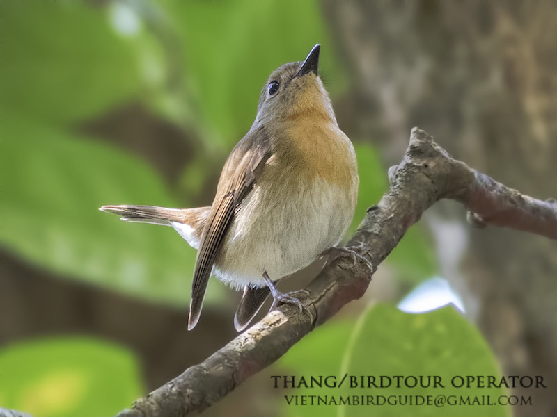 Birds of South East Asia