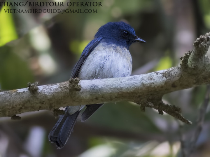 Birds of South East Asia