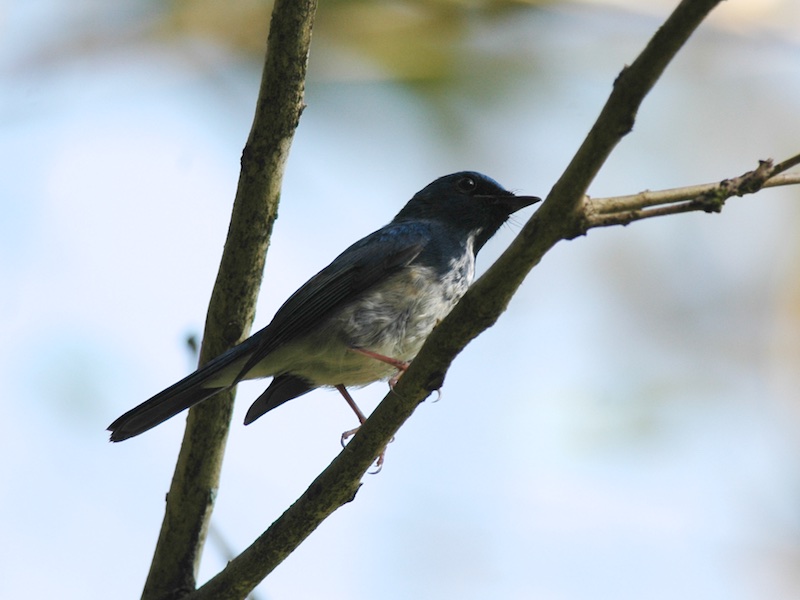 Birds of South East Asia