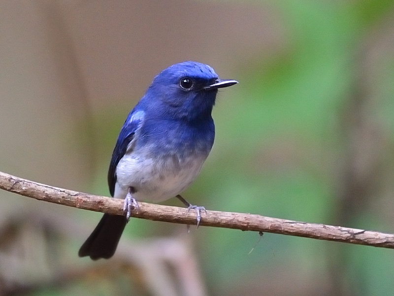 Birds of South East Asia