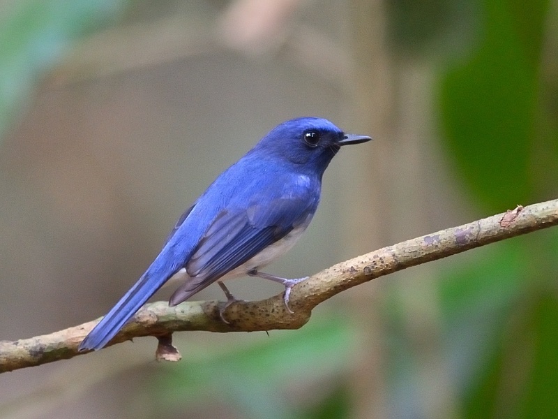 Birds of South East Asia