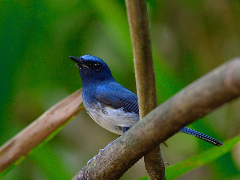Birds of South East Asia