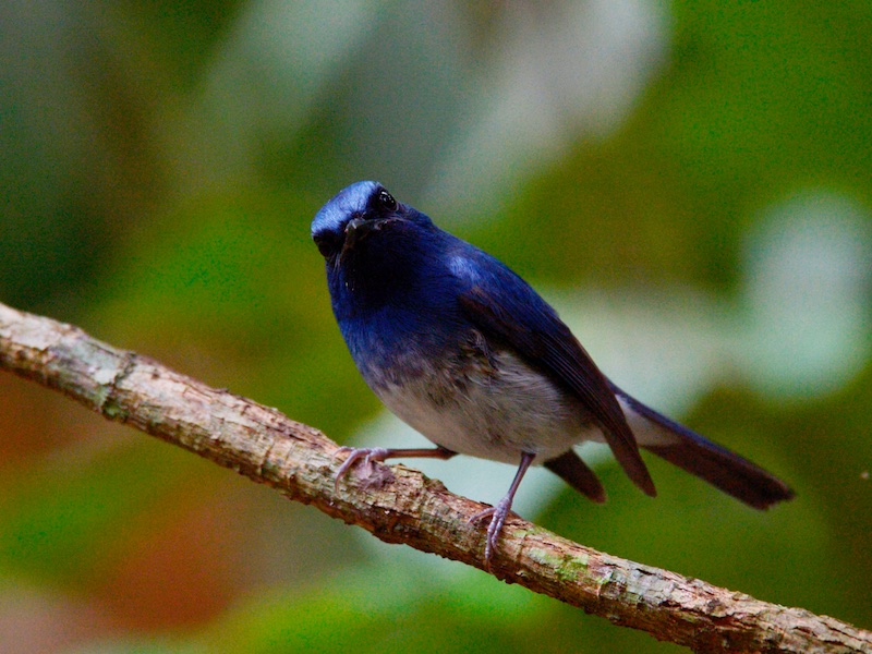 Birds of South East Asia