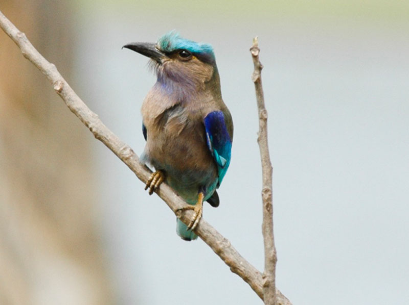 Birds of South East Asia
