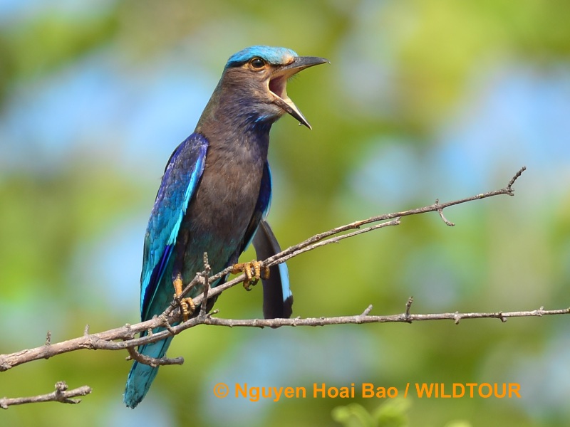 Birds of South East Asia