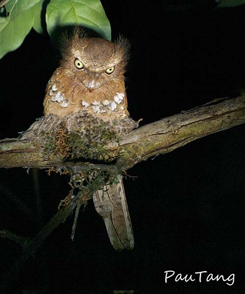 Birds of South East Asia